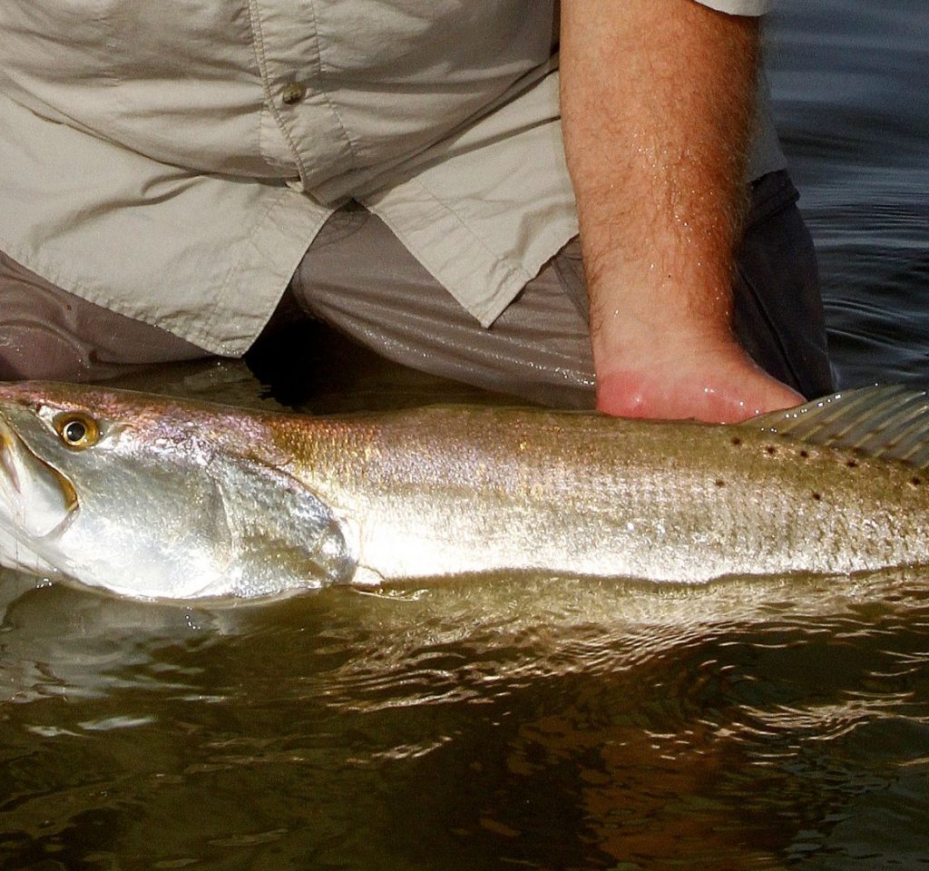 praites cove speckled trout charter
